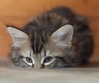 Nina - 6 weeks old