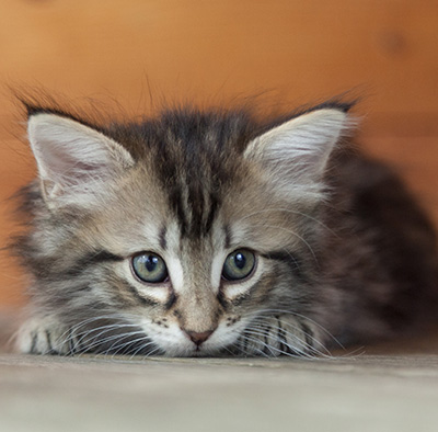 Nina - 6 weeks old