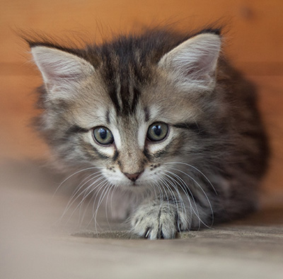 Nina - 6 weeks old
