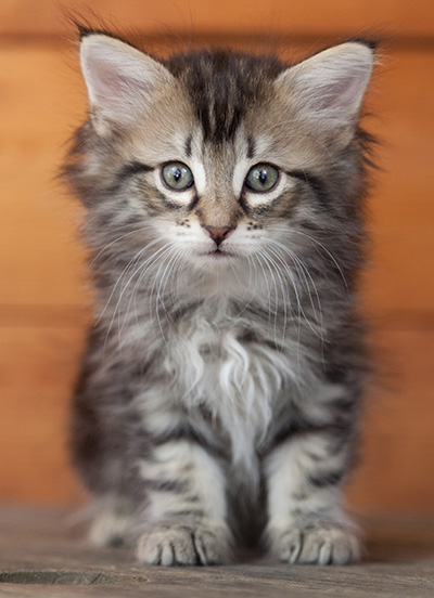Nina - 6 weeks old