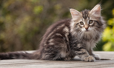 Nina - 9 weeks old