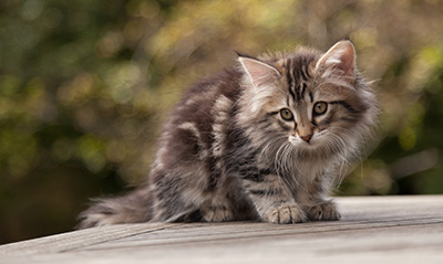 Nina - 9 weeks old