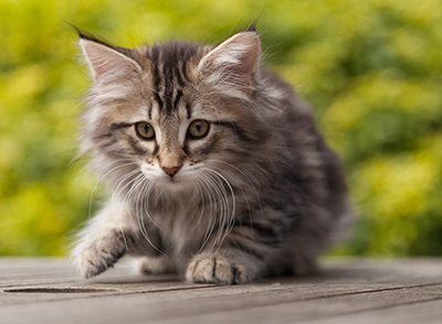 Nina - 9 weeks old