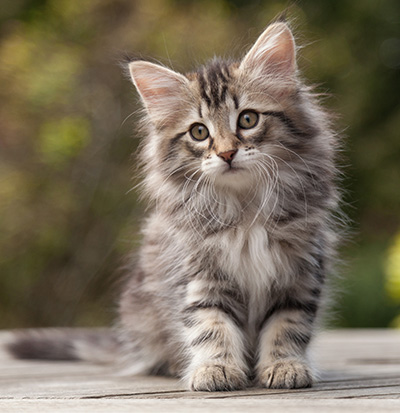 Nina - 9 weeks old