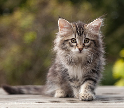 Nina - 9 weeks old