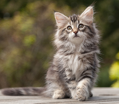 Nina - 9 weeks old