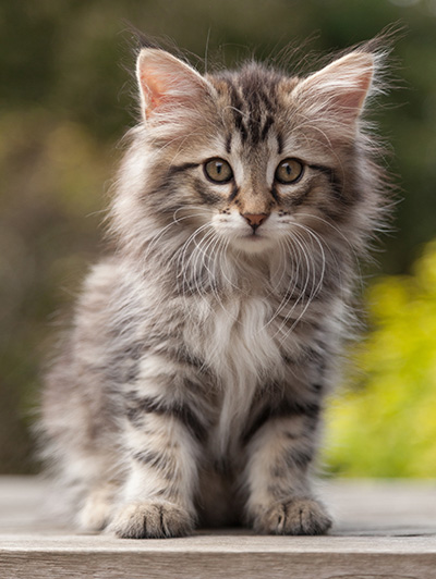 Nina - 9 weeks old