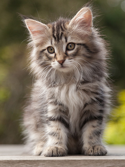Nina - 9 weeks old