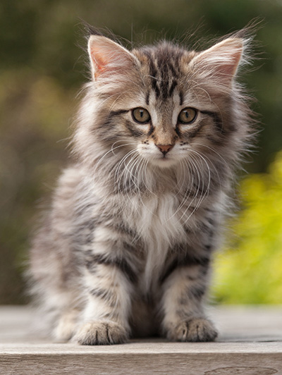 Nina - 9 weeks old
