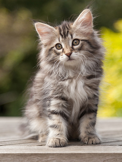 Nina - 9 weeks old