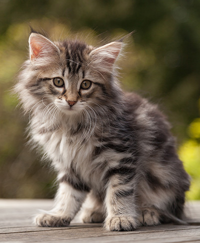 Nina - 9 weeks old