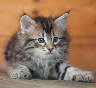 Nyx - 6 weeks old