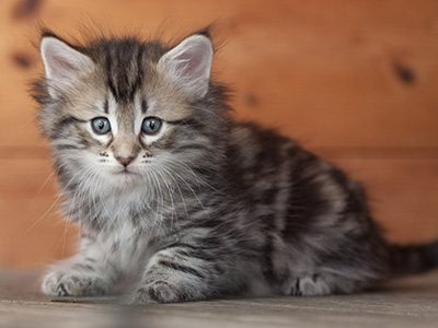 Nyx - 6 weeks old