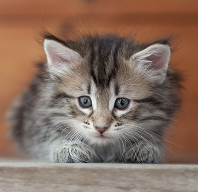 Nyx - 6 weeks old