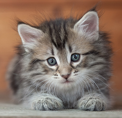 Nyx - 6 weeks old