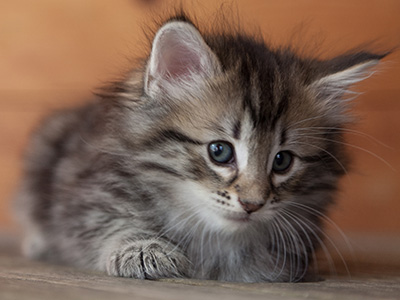 Nyx - 6 weeks old