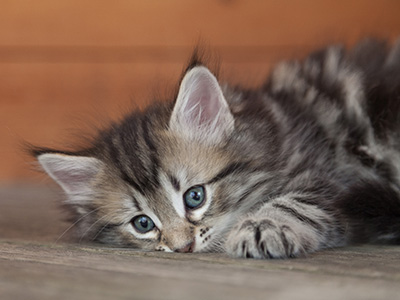 Nyx - 6 weeks old
