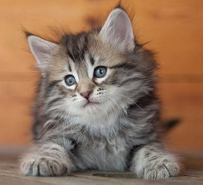 Nyx - 6 weeks old