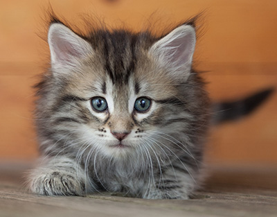 Nyx - 6 weeks old
