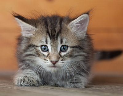 Nyx - 6 weeks old