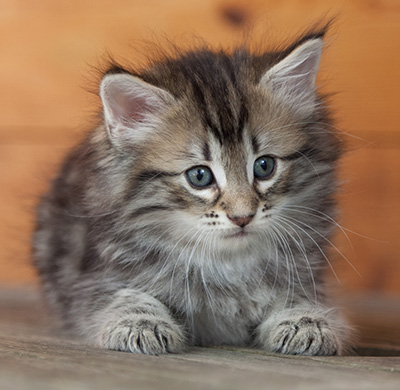 Nyx - 6 weeks old