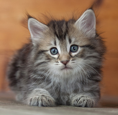 Nyx - 6 weeks old