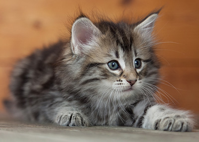 Nyx - 6 weeks old