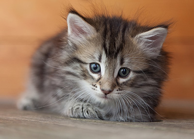Nyx - 6 weeks old