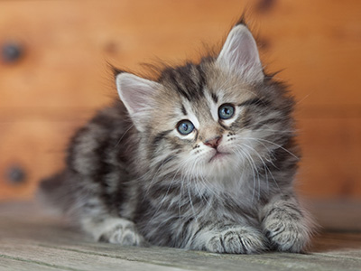 Nyx - 6 weeks old