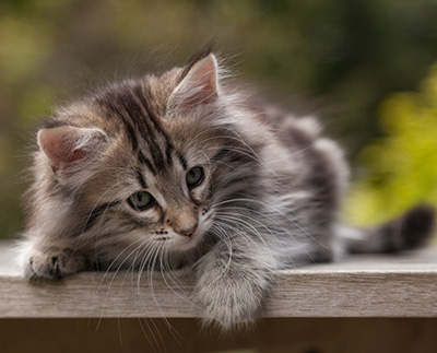 Nyx - 9 weeks old