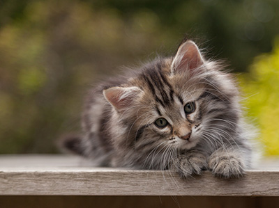 Nyx - 9 weeks old