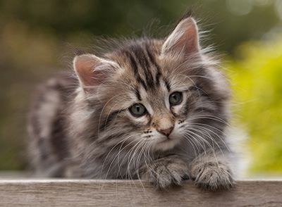 Nyx - 9 weeks old