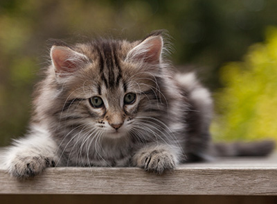Nyx - 9 weeks old