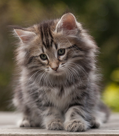 Nyx - 9 weeks old