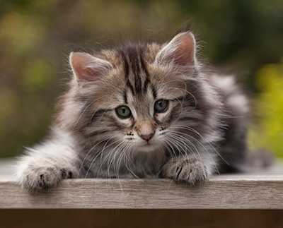 Nyx - 9 weeks old