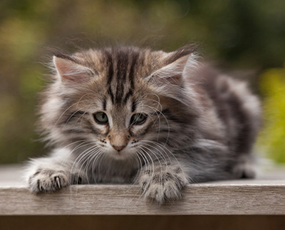 Nyx - 9 weeks old
