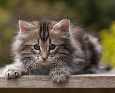Nyx - 9 weeks old