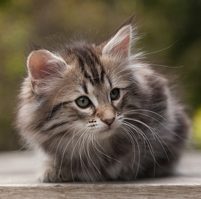 Nyx - 9 weeks old