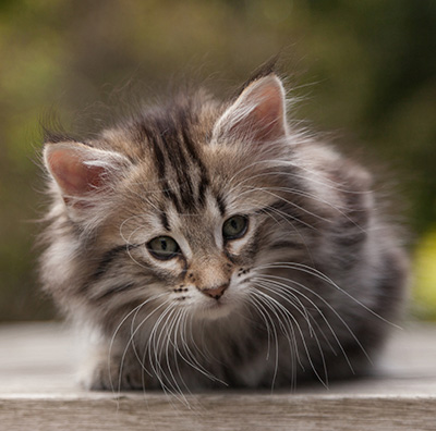 Nyx - 9 weeks old
