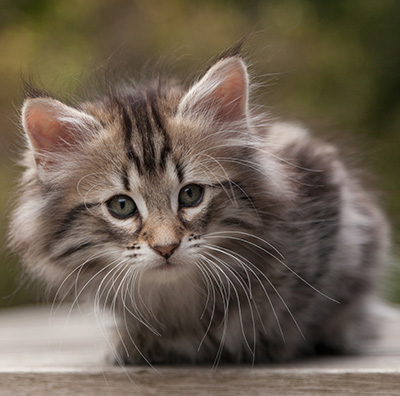 Nyx - 9 weeks old