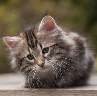 Nyx - 9 weeks old