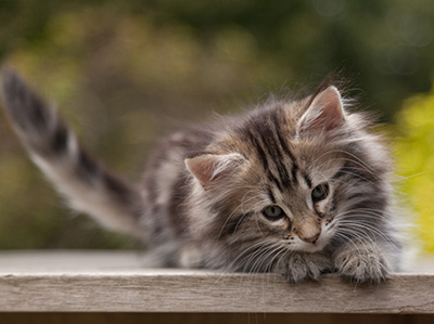 Nyx - 9 weeks old