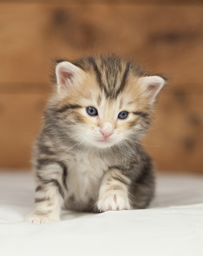 Odin - 4 weeks old