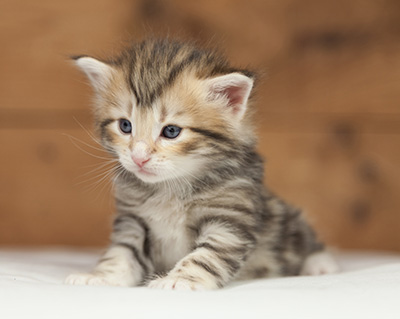 Odin - 4 weeks old