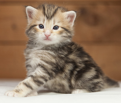 Odin - 4 weeks old