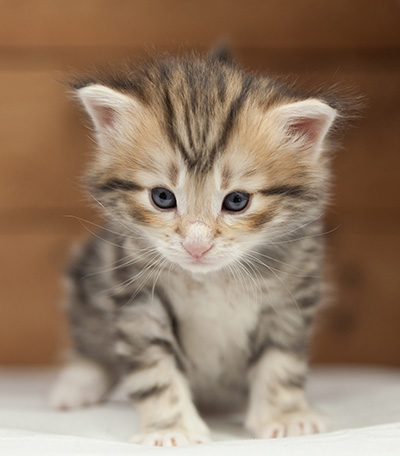 Odin - 4 weeks old
