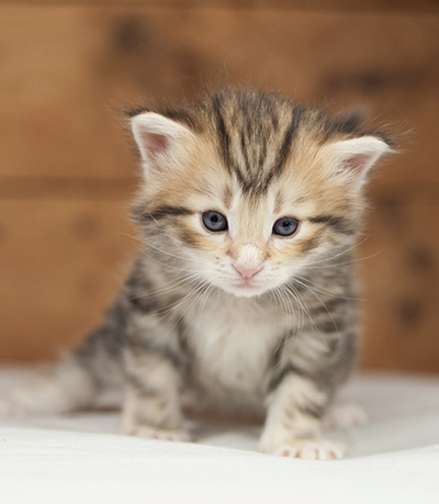 Odin - 4 weeks old