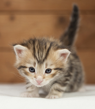 Odin - 4 weeks old