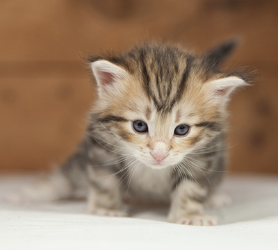Odin - 4 weeks old