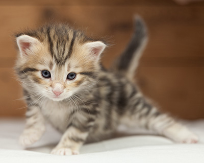 Odin - 4 weeks old